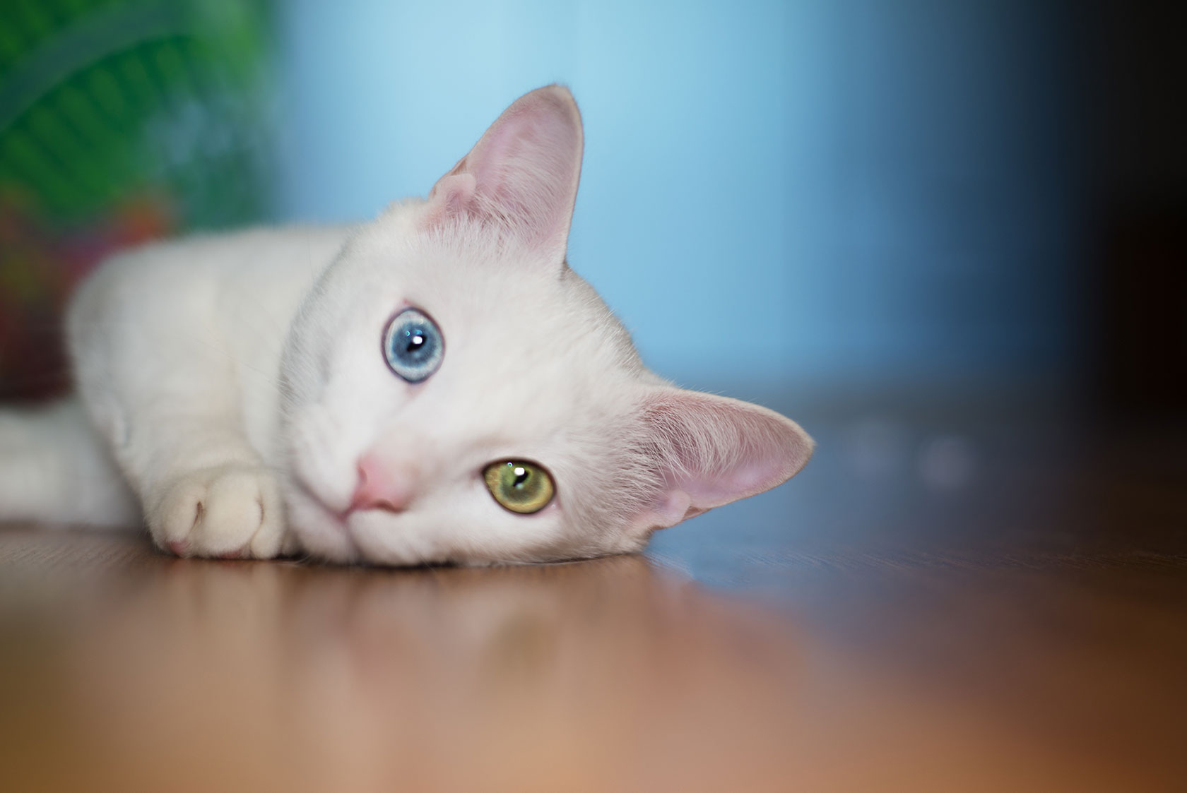 Witte kat met heterochromie